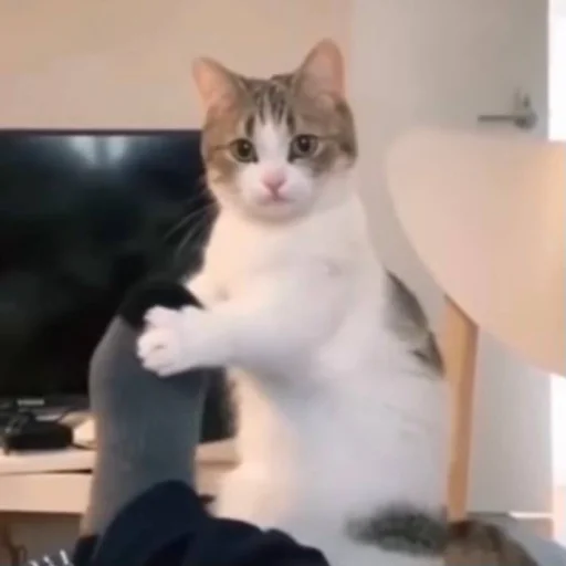Стикер из набора Bingus favorite’s для Телеграм: Статические 😶