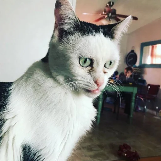 Стикер из набора Bingus favorite’s для Телеграм: Статические 😐