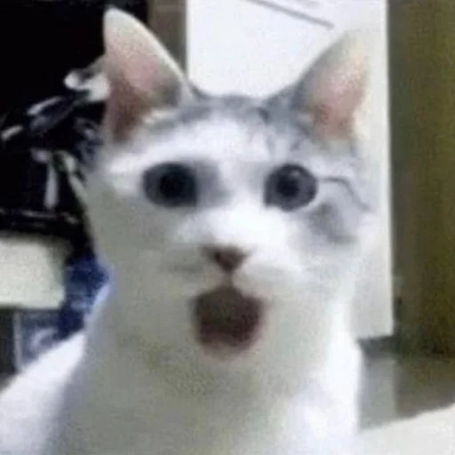 Стикер из набора Bingus favorite’s для Телеграм: Статические 😧