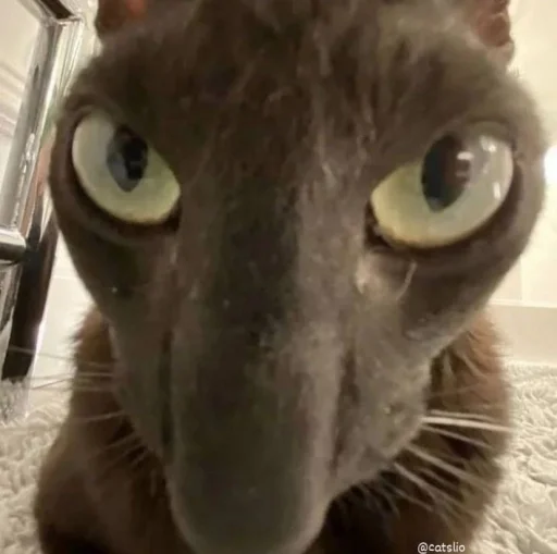 Стикер из набора Bingus favorite’s для Телеграм: Статические 🤥