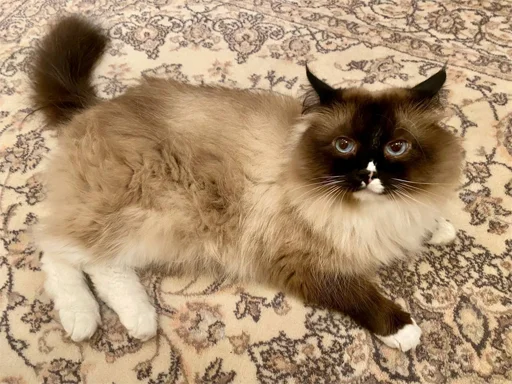 Стикер из набора irondimon для Телеграм: Статические 🐈
