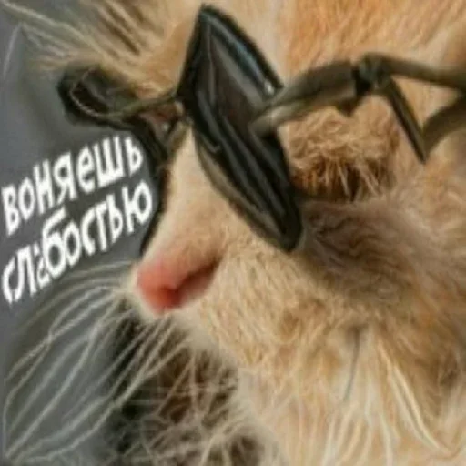 Стикер из набора Distortion @stickersb2b для Телеграм: Статические 🐱