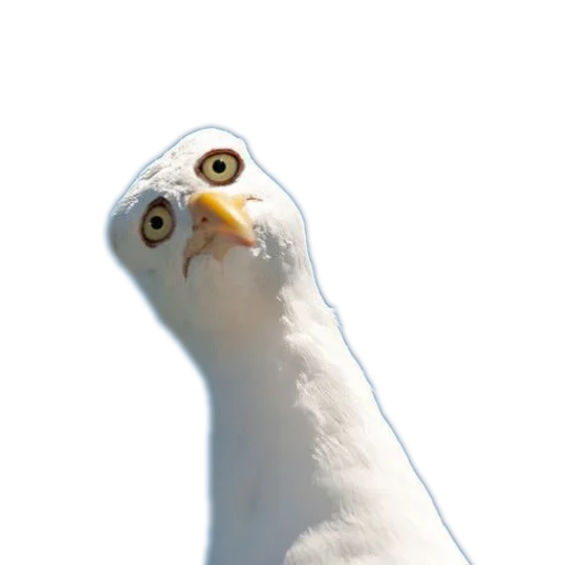 Стикер из набора Козодой и ко @gnilyebaby для Телеграм: Статические 🐦