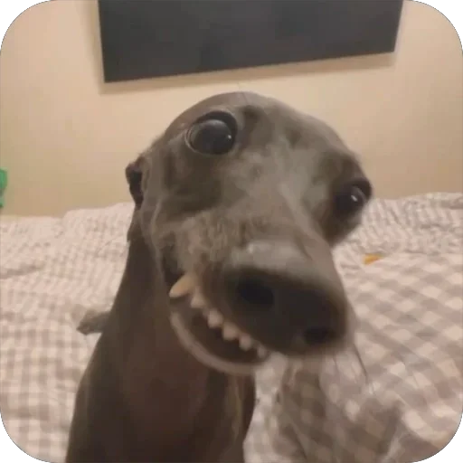 Стикерпак итальянская борзая🐶 для Телеграм: Статические