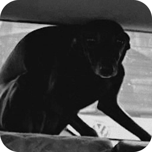 Стикер из набора итальянская борзая🐶 для Телеграм: Статические 🥸