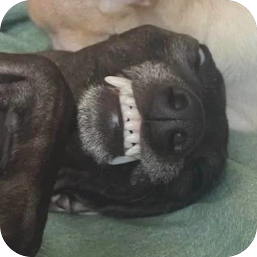 Стикер из набора итальянская борзая🐶 для Телеграм: Статические 😁