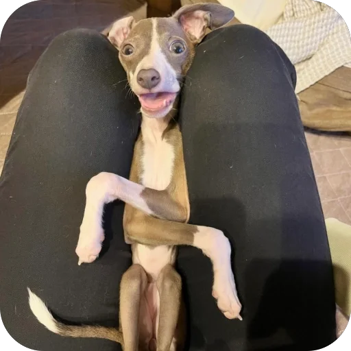 Стикер из набора итальянская борзая🐶 для Телеграм: Статические 😳