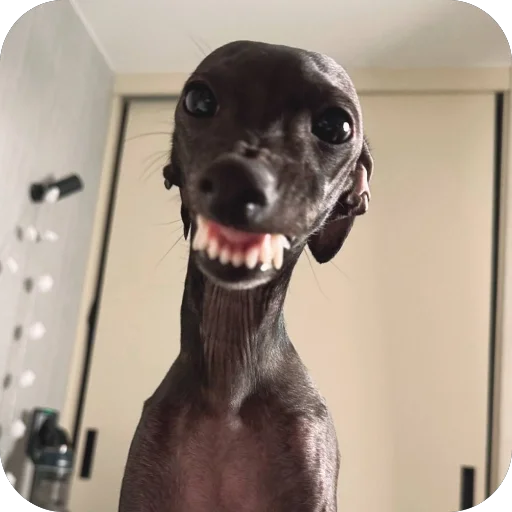 Стикер из набора итальянская борзая🐶 для Телеграм: Статические 😁