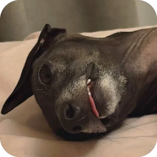 Стикер из набора итальянская борзая🐶 для Телеграм: Статические 🙁