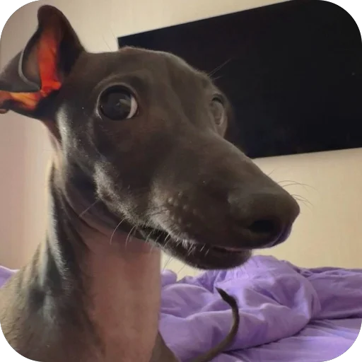 Стикер из набора итальянская борзая🐶 для Телеграм: Статические 😟