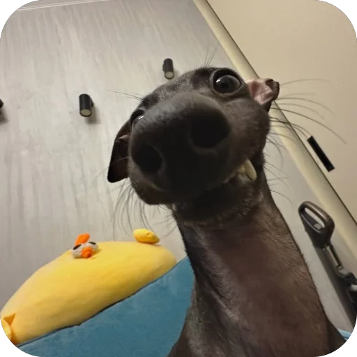 Стикер из набора итальянская борзая🐶 для Телеграм: Статические 😁