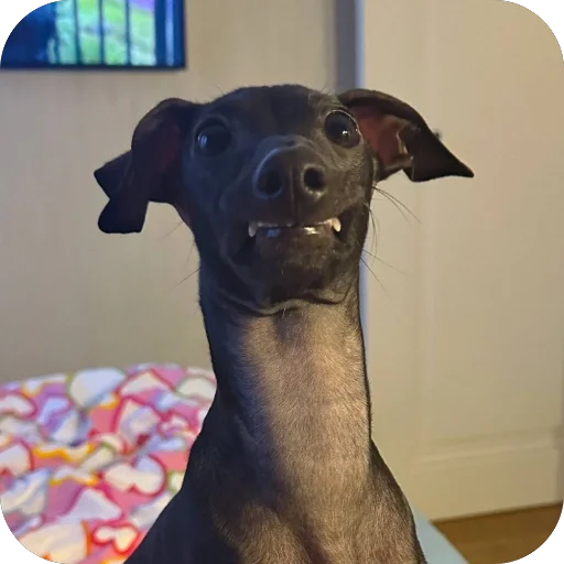 Стикер из набора итальянская борзая🐶 для Телеграм: Статические 🤨