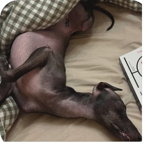 Стикер из набора итальянская борзая🐶 для Телеграм: Статические 😴