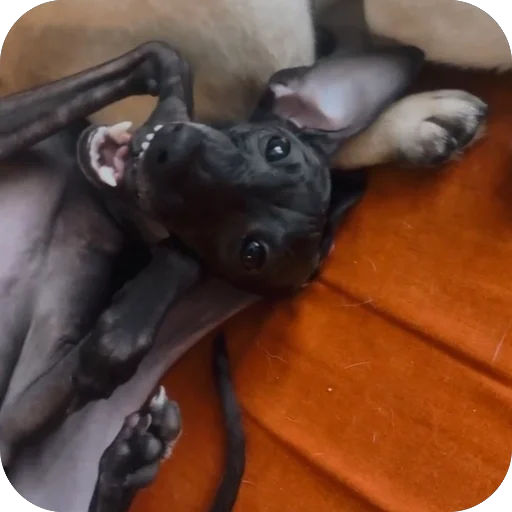Стикер из набора итальянская борзая🐶 для Телеграм: Статические 🤯