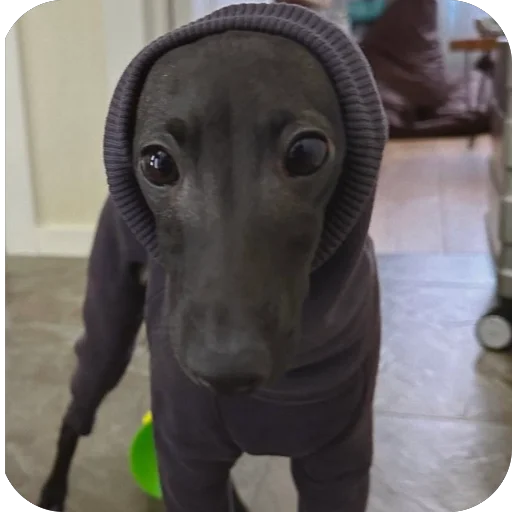 Стикер из набора итальянская борзая🐶 для Телеграм: Статические 🔥
