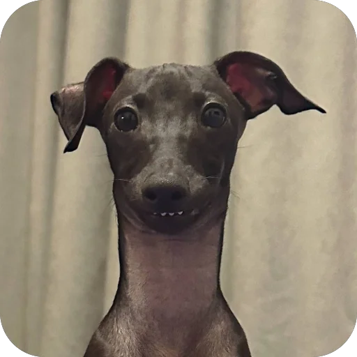 Стикер из набора итальянская борзая🐶 для Телеграм: Статические 🥰