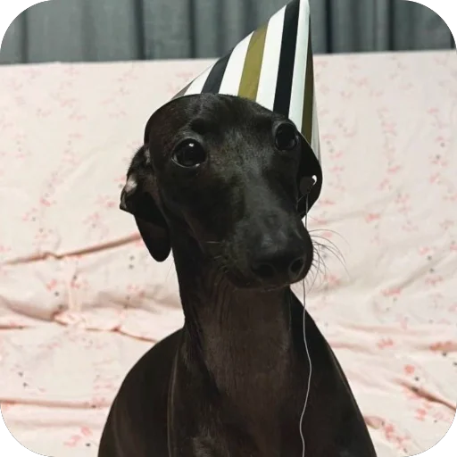 Стикер из набора итальянская борзая🐶 для Телеграм: Статические 🤩