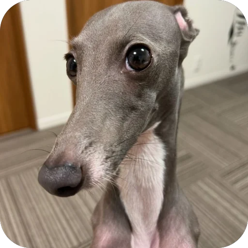 Стикер из набора итальянская борзая🐶 для Телеграм: Статические 🤨
