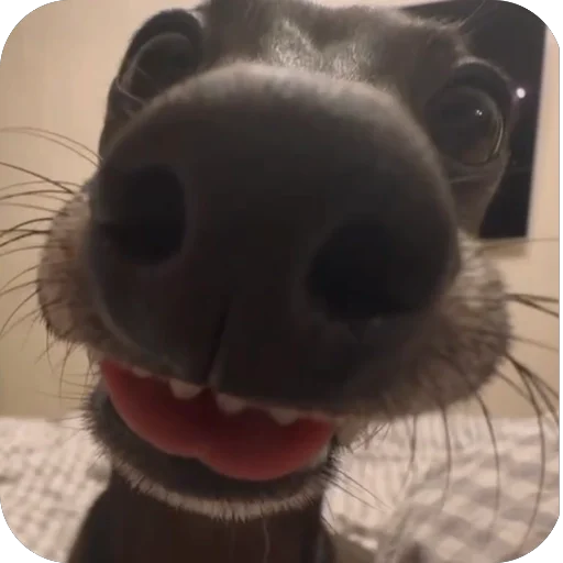 Стикер из набора итальянская борзая🐶 для Телеграм: Статические 😋