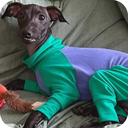 Стикер из набора итальянская борзая🐶 для Телеграм: Статические 👍
