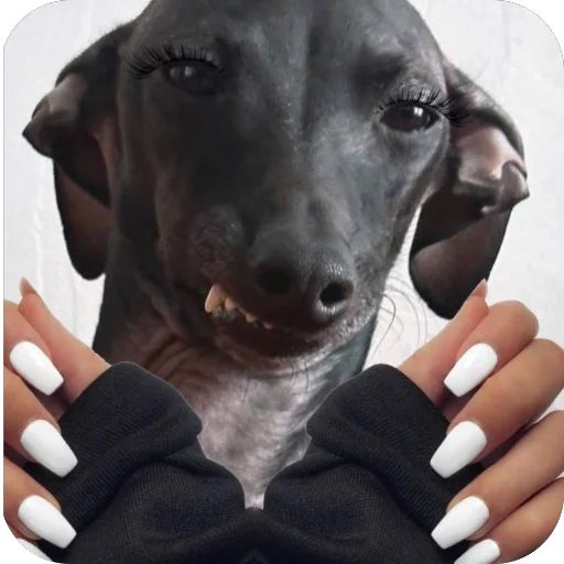 Стикер из набора итальянская борзая🐶 для Телеграм: Статические 💅