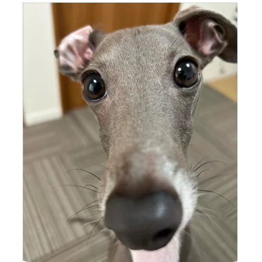 Стикер из набора итальянская борзая🐶 для Телеграм: Статические 🥺