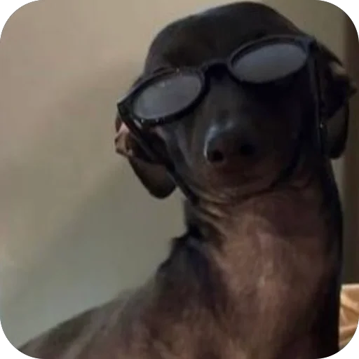 Стикер из набора итальянская борзая🐶 для Телеграм: Статические 😎