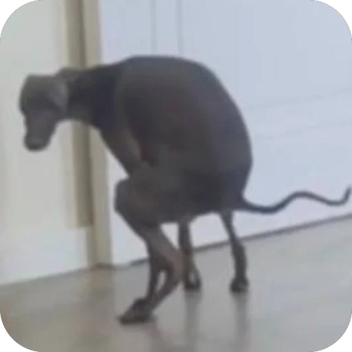 Стикер из набора итальянская борзая🐶 для Телеграм: Статические 🥰