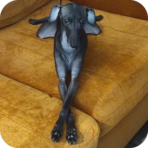 Стикер из набора итальянская борзая🐶 для Телеграм: Статические 🐶