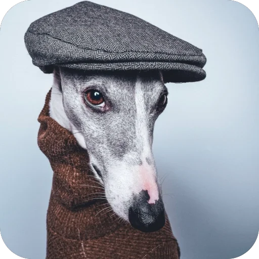 Стикер из набора итальянская борзая🐶 для Телеграм: Статические 🐶