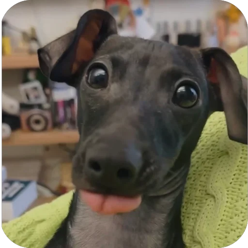 Стикер из набора итальянская борзая🐶 для Телеграм: Статические 🐶