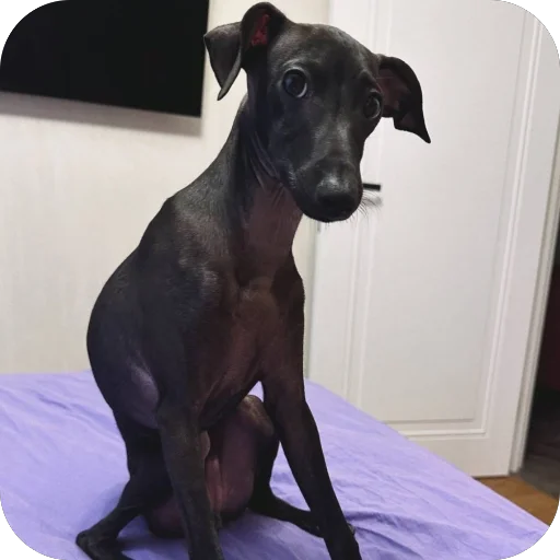 Стикер из набора итальянская борзая🐶 для Телеграм: Статические 🤨
