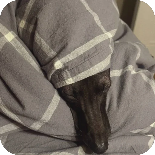 Стикер из набора итальянская борзая🐶 для Телеграм: Статические 🛏️