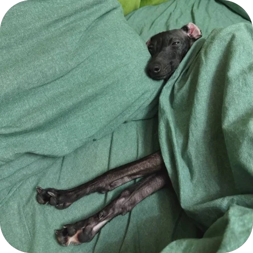 Стикер из набора итальянская борзая🐶 для Телеграм: Статические 😴