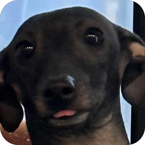 Стикер из набора итальянская борзая🐶 для Телеграм: Статические 🤨
