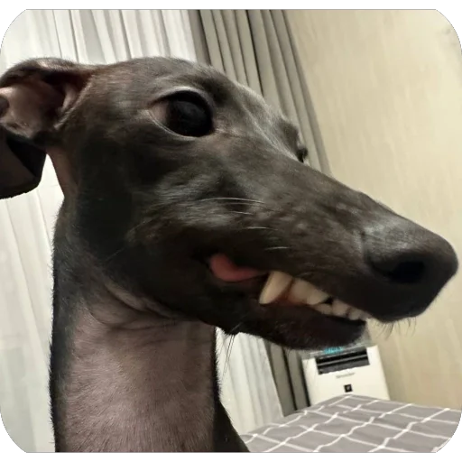 Стикер из набора итальянская борзая🐶 для Телеграм: Статические 😁
