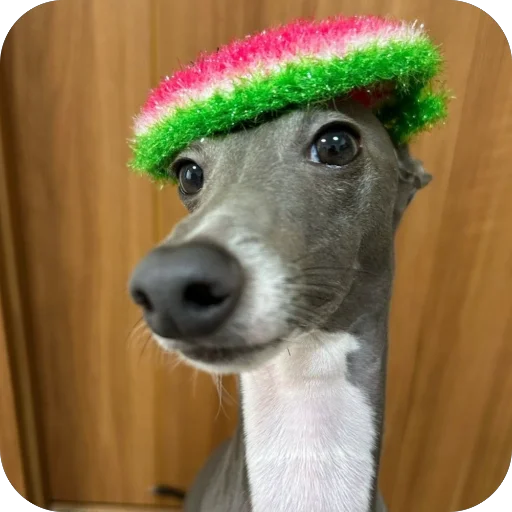 Стикер из набора итальянская борзая🐶 для Телеграм: Статические 😏
