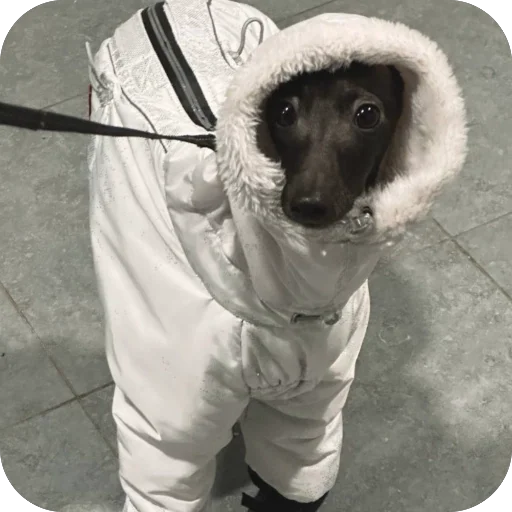 Стикер из набора итальянская борзая🐶 для Телеграм: Статические 😎