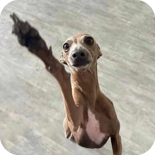Стикер из набора итальянская борзая🐶 для Телеграм: Статические 👏
