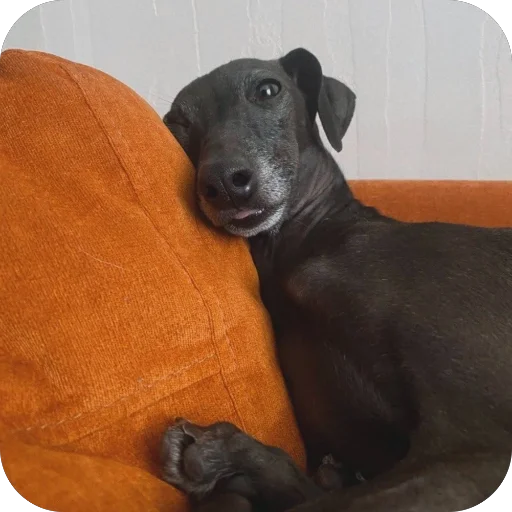 Стикер из набора итальянская борзая🐶 для Телеграм: Статические 🐶
