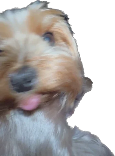 Стикер из набора Пупсик Мика😍🥰😘😘🥰😍🥰😘😛🥰 :: @fStikBot для Телеграм: Статические 🫤