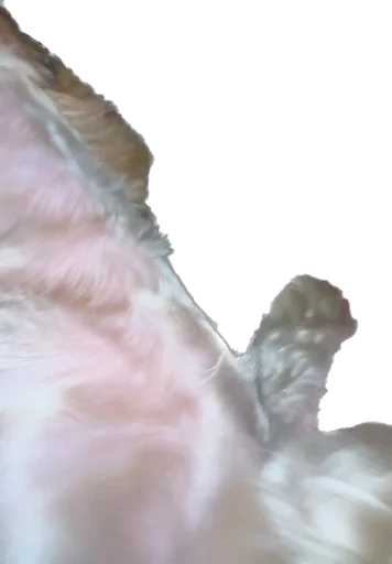 Стикер из набора Пупсик Мика😍🥰😘😘🥰😍🥰😘😛🥰 :: @fStikBot для Телеграм: Статические 🥰