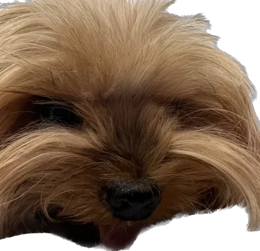 Стикер из набора Пупсик Мика😍🥰😘😘🥰😍🥰😘😛🥰 :: @fStikBot для Телеграм: Статические 🥶