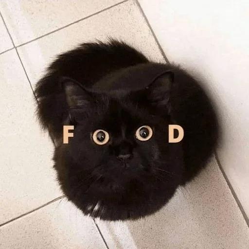 Стикер из набора (@sticf) y (@gruposv) Basados для Телеграм: Статические 😾