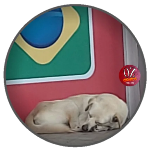 Стикер из набора Osasco Online для Телеграм: Статические 🐕