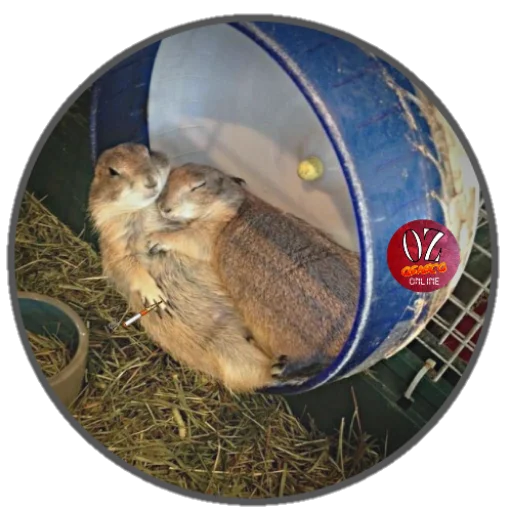 Стикер из набора Osasco Online для Телеграм: Статические 🐹