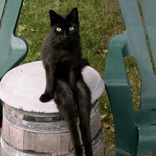 Стикер из набора Gatitos для Телеграм: Статические 🧎‍♀