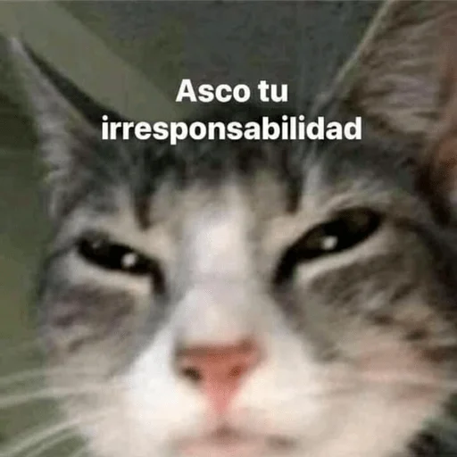 Стикер из набора Gatitos для Телеграм: Статические 😑