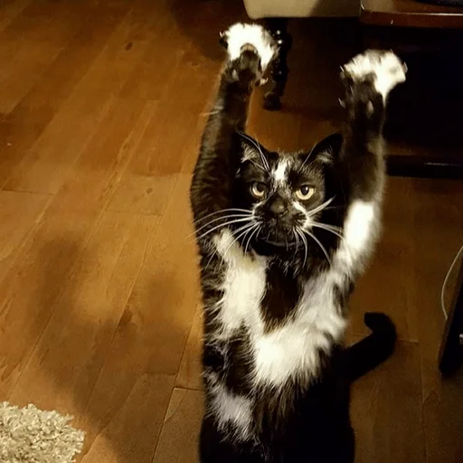 Стикер из набора Gatitos для Телеграм: Статические 🙌