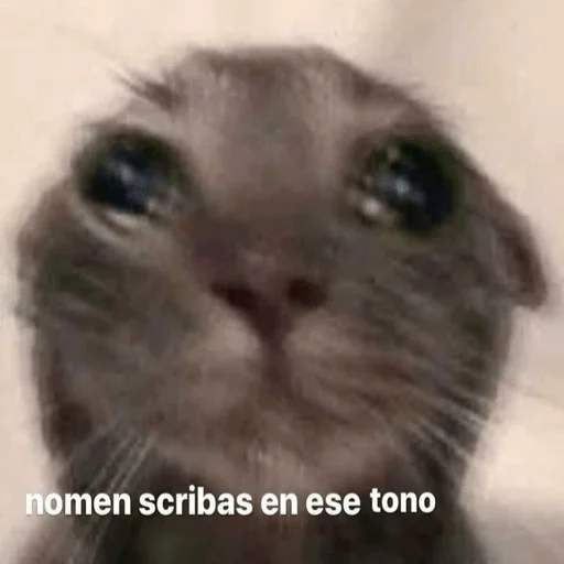 Стикер из набора Gatitos для Телеграм: Статические 🥺